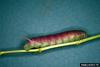 Waved Sphinx (Ceratomia undulosa) larva