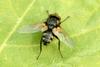 Fly (Species Unidentified)