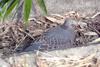 Oriental Turtle Dove (Streptopelia orientalis)