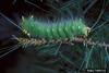 Saturniid Caterpillar (Saturniidae)