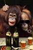 Hippie Orangutans