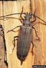 Grain Support Beetle (Megopis scabricornis)