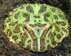 Argentinian Horned Frog (Ceratophrys ornata)042