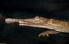 Johnston's Crocodile (Crocodylus johnstoni)