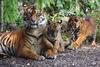 Sumatran Tiger cub and mom