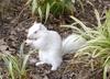 (Albino) White Squirrel