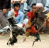 Indian Cock Fight