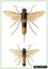 giant wood wasp (Urocerus gigas)
