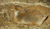 Black-Tailed Prairie Dog (Cynomys ludovicianus)017