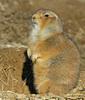Black-Tailed Prairie Dog (Cynomys ludovicianus)045