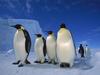Emperor Penguins-Weddell Sea-Antarctica