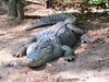 Crocodile, South Carolina