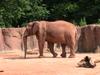 elefant, South Carolina