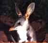 Rabbit-eared bandicoot (or Greater Bilby)
