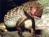 Knob-tailed gecko licking its eye