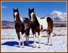Horses (Bob Langrish)