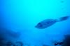 Scrawled Filefish (Aluterus scriptus)