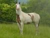 Horse (Equus caballus)