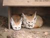 fennec foxes