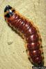 European Goat Moth (Cossus cossus) larva