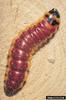 European Goat Moth (Cossus cossus) larva