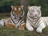 [Daily Photos] Bengal Tigers