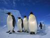 [Daily Photos] Emperor Penguins Near Ekstrom Ice Shelf, Weddell Sea, Antarctica