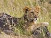 [Daily Photos] Male Lion Cub, Masai Mara, Kenya, Africa