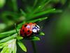 [Daily Photos] Nine-Spotted Ladybug
