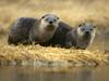 [Daily Photos] North American River Otter, Yellowstone National Park, Wyoming