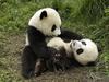 [Daily Photos] Playful Pandas