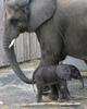 Cute Elephant Calf