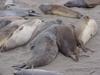 moulting seals