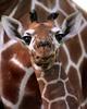 Giraffe Baby Face