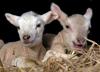 Easter-lambs