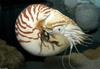 Chambered Nautilus (Nautilus pompilius)014