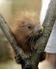 Baby prehensile-tailed porcupine