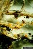 Yellow potato cyst nematode (Globodera rostochiensis)