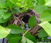 Red-winged Blackbird (Agelaius phoeniceus) eggs