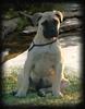 Bullmastiffs of Opalguard Australia