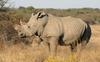 White Rhino - Khama Rhino Sanctuary, Botswana = white rhinoceros (Ceratotherium simum)