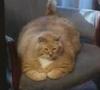 ::: The Forty Pound Cat ! :::