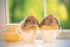 cup rabbits