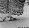 Poor Little Mouse under Elephant's Foot