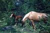 Domestic Horse (Equus caballus)