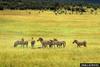 Plains Zebras (Equus burchelli)