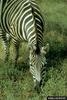 Plains Zebra (Equus burchelli)