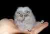Cute owlet
