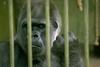 cage gorilla