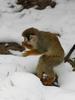 Squirrel Monkey and Snow